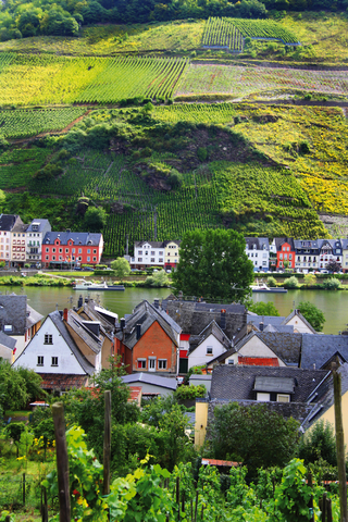 Die Welt der Mosel-Weine