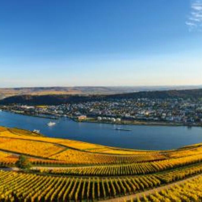 The world of Rhine wines