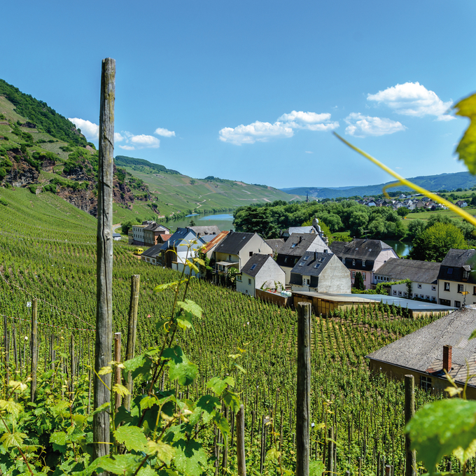 Wine magic on the Main, Rhine and Moselle