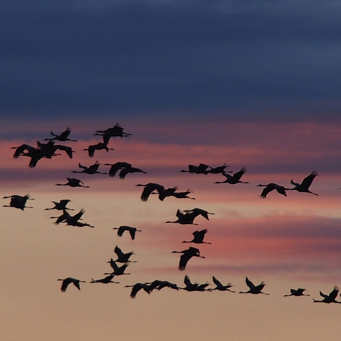 To the Baltic Sea for crane season