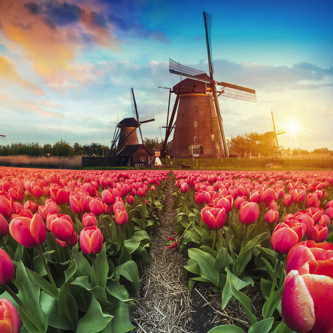 Erleben Sie die Tulpenblüte in Holland zur schönsten Zeit!