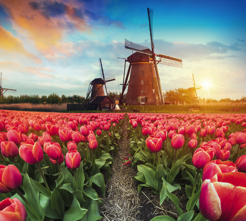 Experience the tulip blossom in Holland at its most beautiful time!