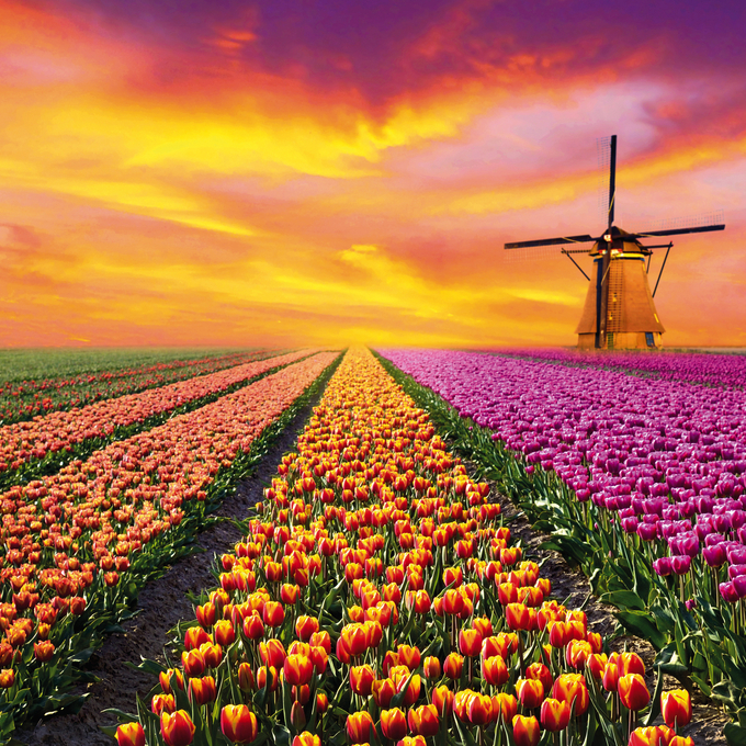 Frühlingserwachen in Holland – dem Land der Tulpen
