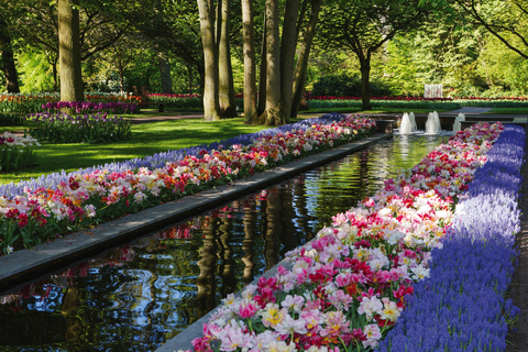 Frühlingserwachen in Holland – auf zur Tulpenblüte