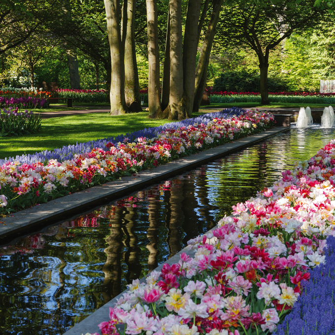 Frühlingserwachen in Holland – auf zur Tulpenblüte