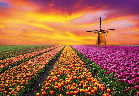Spring awakening in Holland – the land of tulips