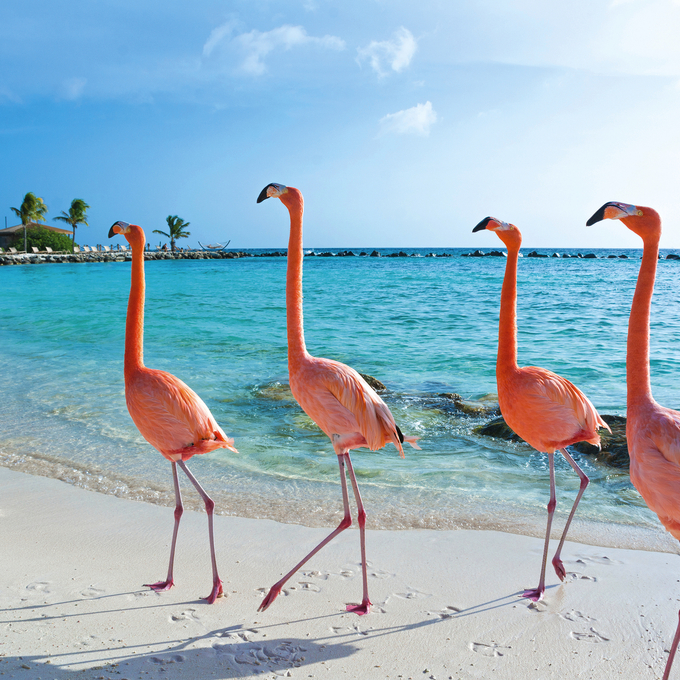 Costa Rica, Panamakanal und die ABC-Inseln