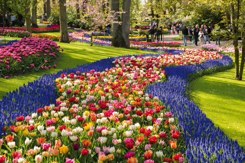 Experience the magic of tulips and Keukenhof