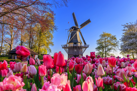 Amsterdam & the IJsselmeer during tulip season