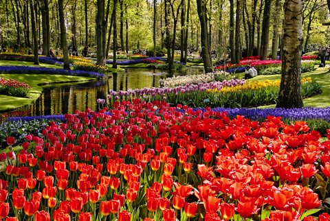 Easter amidst a sea of colourful tulips